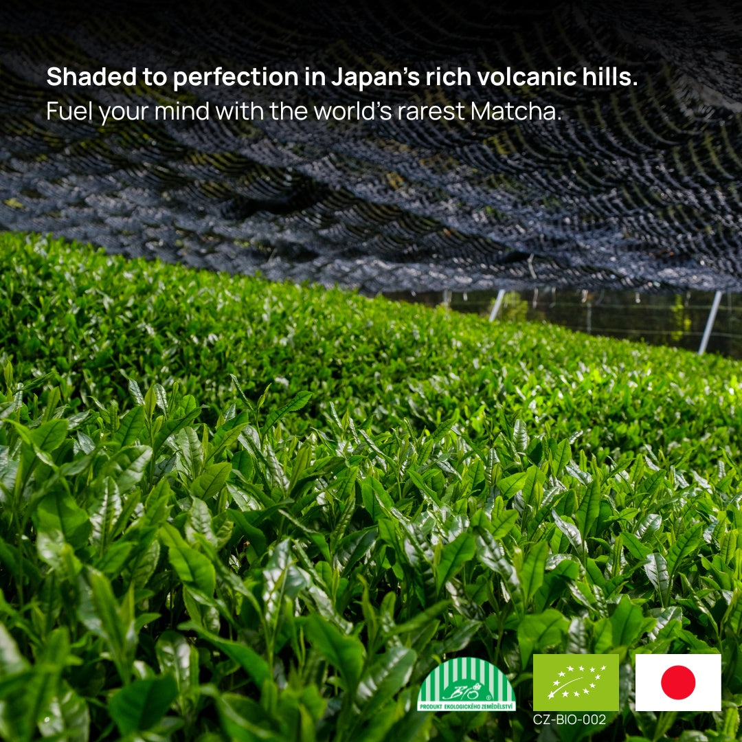 Shaded matcha tea plants growing in Japan’s volcanic hills, protected under a black netting to enhance chlorophyll production and flavor. Organic certification logos and the Japanese flag are visible, emphasizing origin and quality of Dakys Performance Matcha. 