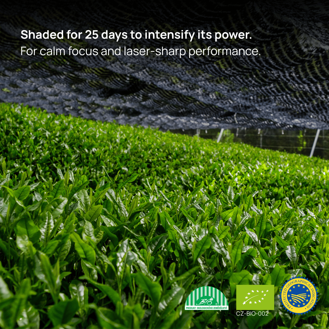 Shaded Gyokuro tea plants growing under black nets to enhance flavor and boost L-theanine and caffeine levels for peak mental performance. That is the reason why they are in ultra-clean performance drinks. 